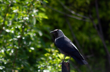 crow on a branch