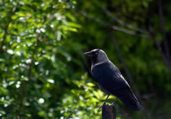 Fototapeta premium crow on a branch