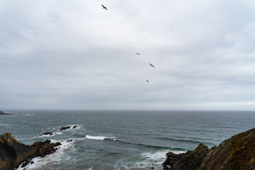 Presqu'île de Crozon : ballet de mouettes dans le ciel plombé, surplombant les falaises escarpées de la mer d'Iroise.