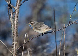 singing bird - a beautiful bluethroat sits on a green branch on a spring day in natural conditions