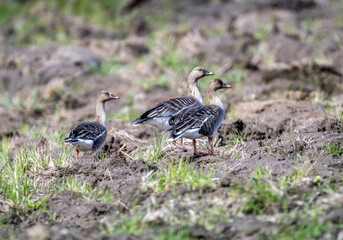 wild bean geese looking for food on a sunny spring day