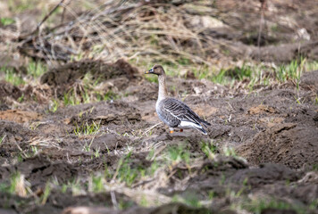 wild bean geese looking for food on a sunny spring day