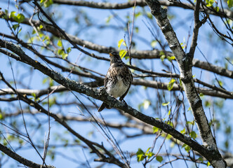 fieldfare thrush in a green forest looking for food on a sunny spring day