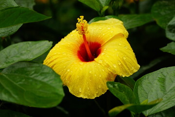 Close-up of blooming hibiscus