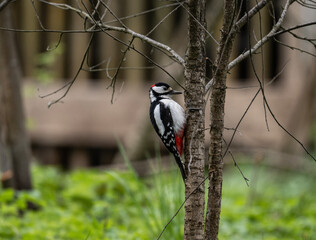 spotted woodpecker looking for food on a sunny spring day