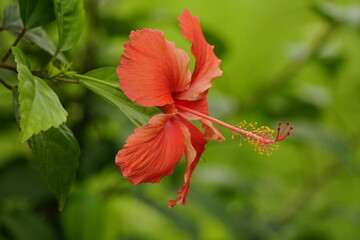 Close-up of blooming hibiscus