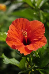 Fototapeta premium Close-up of blooming hibiscus