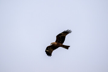 black kite looking for food on a sunny spring day