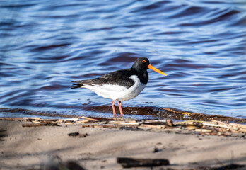 Oystercatcher with a female looking for food on a sunny spring day