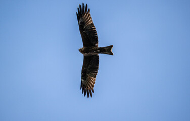 black kite looking for food on a sunny spring day