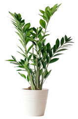 A tall houseplant with glossy green leaves in a sleek white pot.
