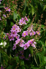 Fototapeta premium Lagerstroemia speciosa flowers bloom on the tree
