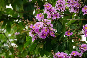 Lagerstroemia speciosa flowers bloom on the tree