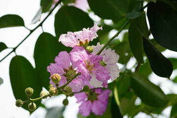 Lagerstroemia speciosa flowers bloom on the tree