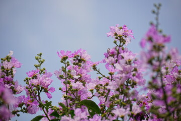 Obraz premium Lagerstroemia speciosa flowers bloom on the tree