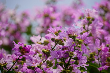 Lagerstroemia speciosa flowers bloom on the tree