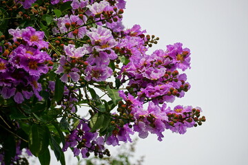 Lagerstroemia speciosa flowers bloom on the tree