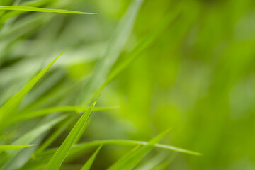Green meadow grass blur background