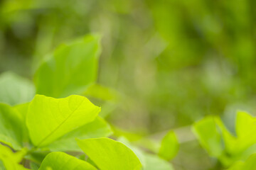 Green meadow grass blur background