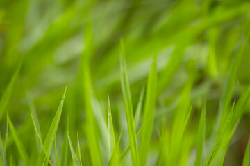 Green meadow grass blur background