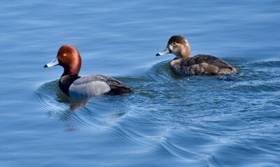 Ducks on the water