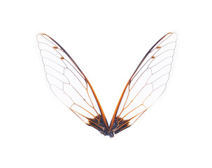 Insect wings on transparent png