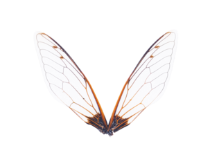Insect wings on transparent png