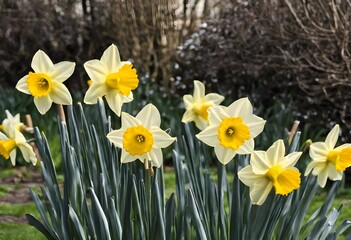 Obraz premium A view of some Daffodils in a garden