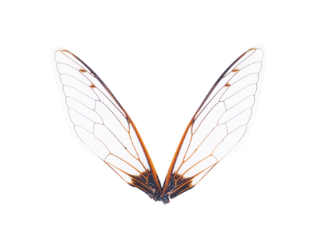Insect wings on transparent png