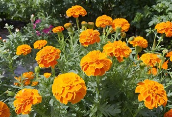 A view of some Marigolds in a Garden
