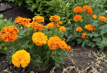 A view of some Marigolds in a Garden