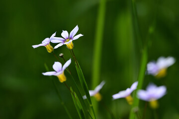 Tiny flowers of annual blue-eyed grass. This flower is also called fairy star and is a member of the iris family.