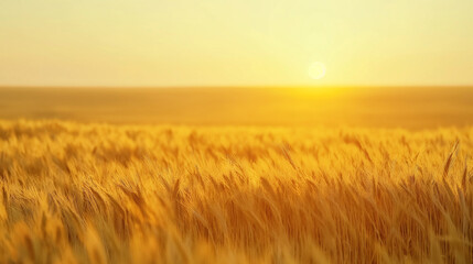 Obraz premium Golden sunset over vibrant wheat field