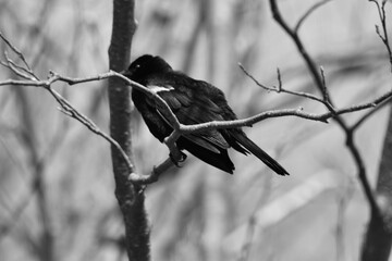 Marais Kingsbury 10 Mai 2024 - N&B