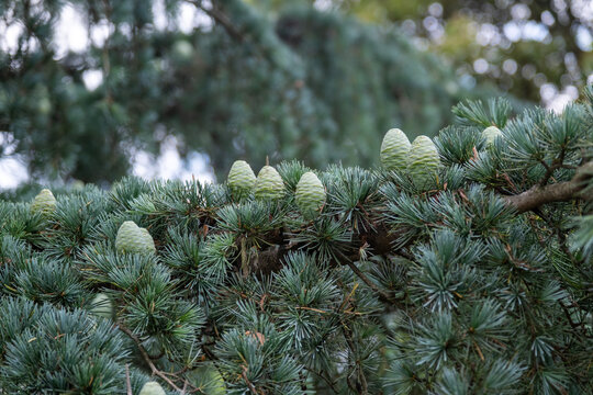 Cedar Cones