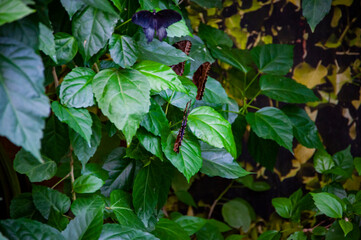 Tropical jungle butterflies in summer. Butterfly insect. Rare and exotic. Wildlife nature. Summer insect. Exotic rare butterfly. Large butterfly in exotic nature. Butterfly on jungle leaves