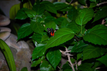 Wildlife nature. Summer insect. Exotic rare butterfly. Large butterfly in exotic nature. Tropical jungle butterflies in summer. Butterfly insect. Rare and exotic. Heliconius ismenius butterfly