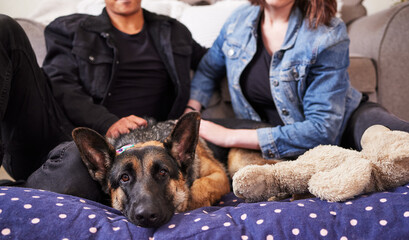 Couple, living room and hands with dog in new house with rescue and foster pet. Love, care and...