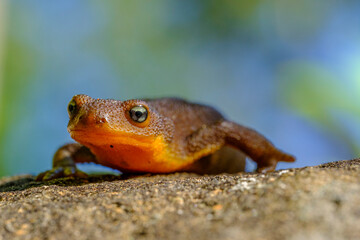 Close-up of a Rough-skinned Newt