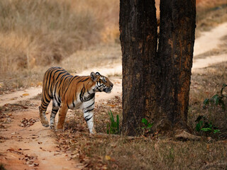 Tigresa de la india en el camino vial disfrutando de su libertad y marcando territorio