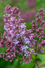 close-up of lilac blossoms on a defocused background