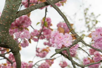 branches and pink cherry blossoms on an overcast day in the park