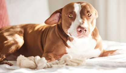 Dog, calm and animal in a home on a bed ready for a nap in the morning with pitbull. Rescue, foster puppy and bedroom with duvet and cozy blanket with relaxing canine and pet lying in a house