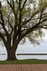 tree by the lake
