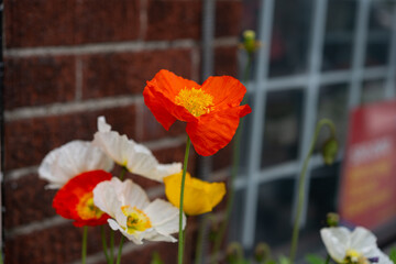 alluring and achingly beautiful poppy-like flowers outside a flower seller in the city