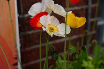 alluring and achingly beautiful poppy-like flowers outside a flower seller in the city