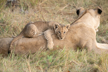 little lions and mom