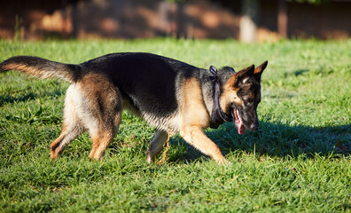 Pet, nature and dog on grass in park for exercise, training and adventure outdoors. Backyard, explore and German Shepherd running on holiday, summer vacation and weekend for games, bonding and fun