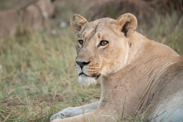 little lions and mom