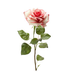 Fototapeta premium Cherry Parfait rose with leaves on the stem isolated on transparent background 